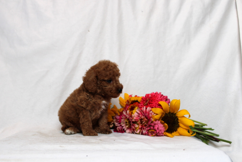 puppy, for, sale, Mini Goldendoodle F1BB, Matthew B. Stoltzfus, dog, breeder, Gap, PA, dog-breeder, puppy-for-sale, forsale, nearby, find, puppyfind, locator, puppylocator, aca